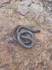 Aprasia pseudopulchella