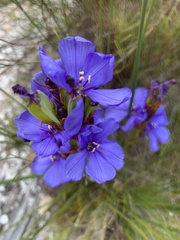 Aristea juncifolia