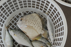 Drepane punctata