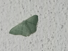 Pelagodes antiquadraria