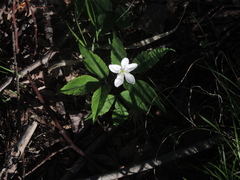 Anemonoides trifolia