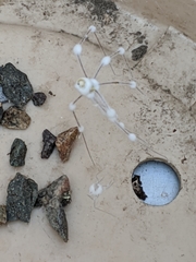 Engyodontium aranearum