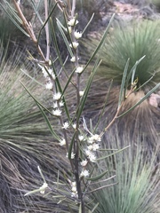 Hakea carinata