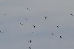 Anastomus lamelligerus