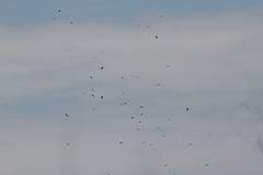 Anastomus lamelligerus