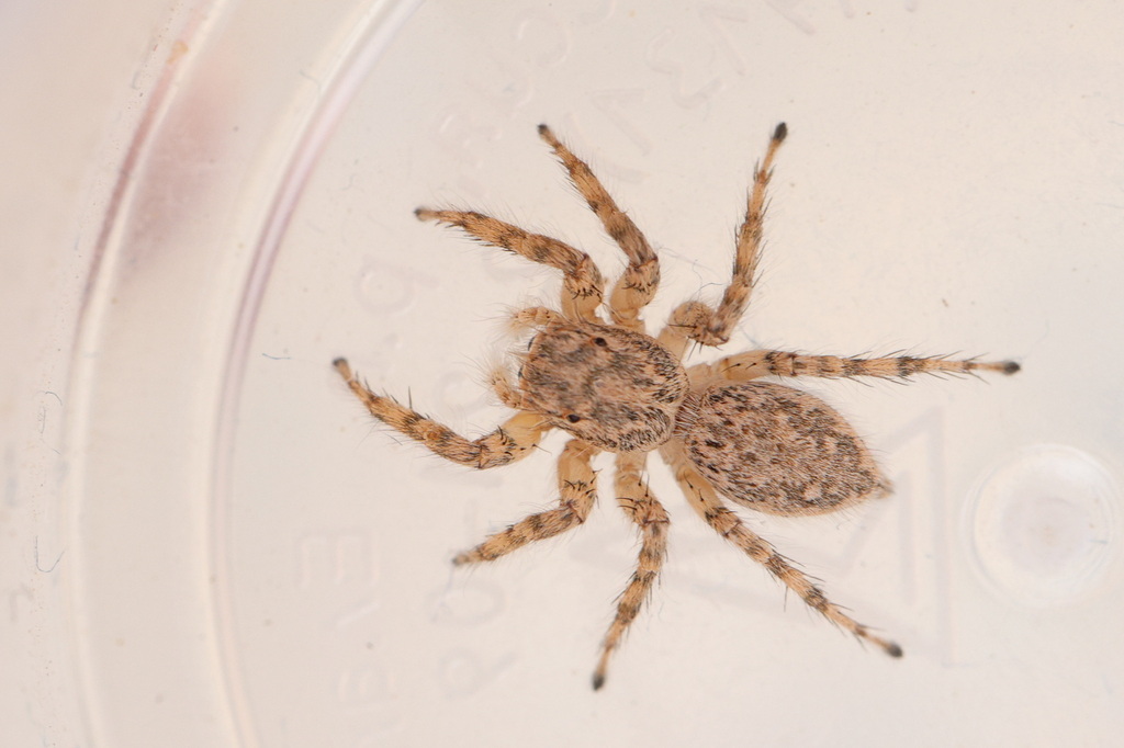 Plexippoides flavescens