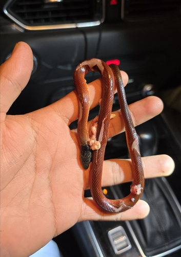 Stripeless Snake