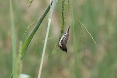 Spermestes cucullata