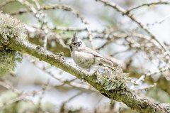 Lophophanes cristatus mitratus