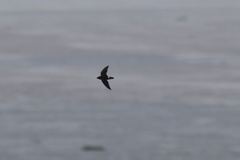 Telacanthura ussheri