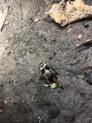 Cartoblatta pulchra