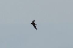 Telacanthura ussheri