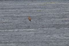 Milvus migrans parasitus