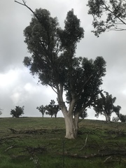 Eucalyptus albens