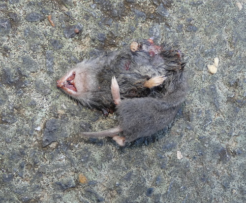 Northern Short-tailed Shrew