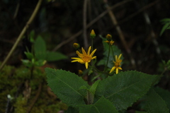 Munnozia