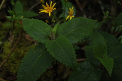 Munnozia