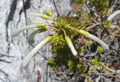 Erica thomae thomae