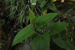 Munnozia