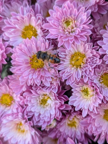 Unknown species found near Peabody, MA 01960, USA