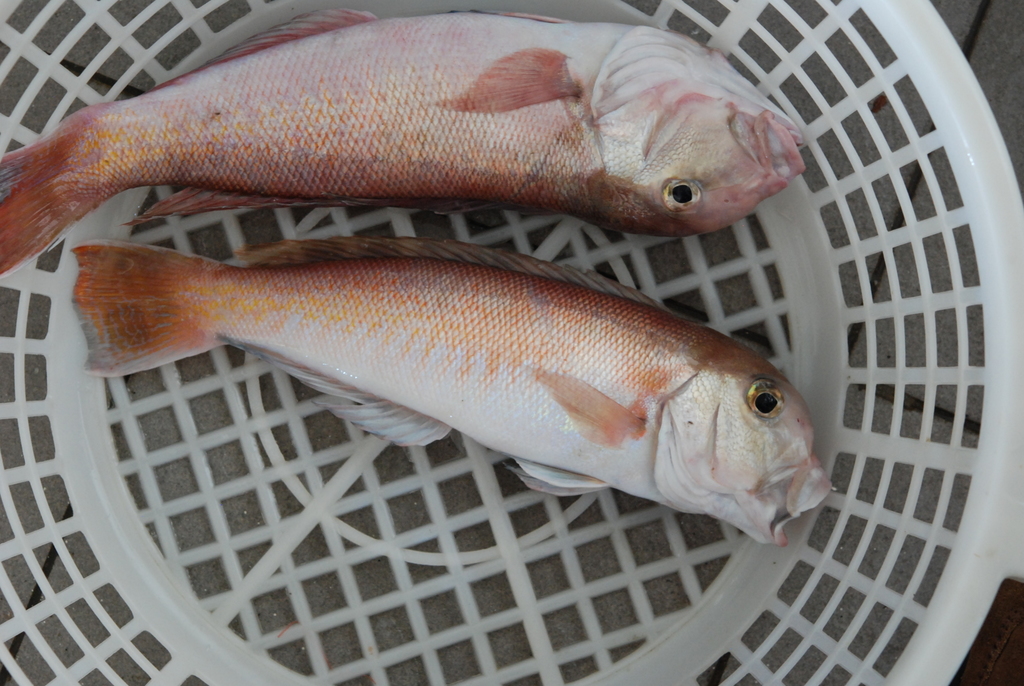 White Tilefish