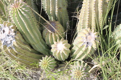 Ceropegia currorii subsp. lugardii image