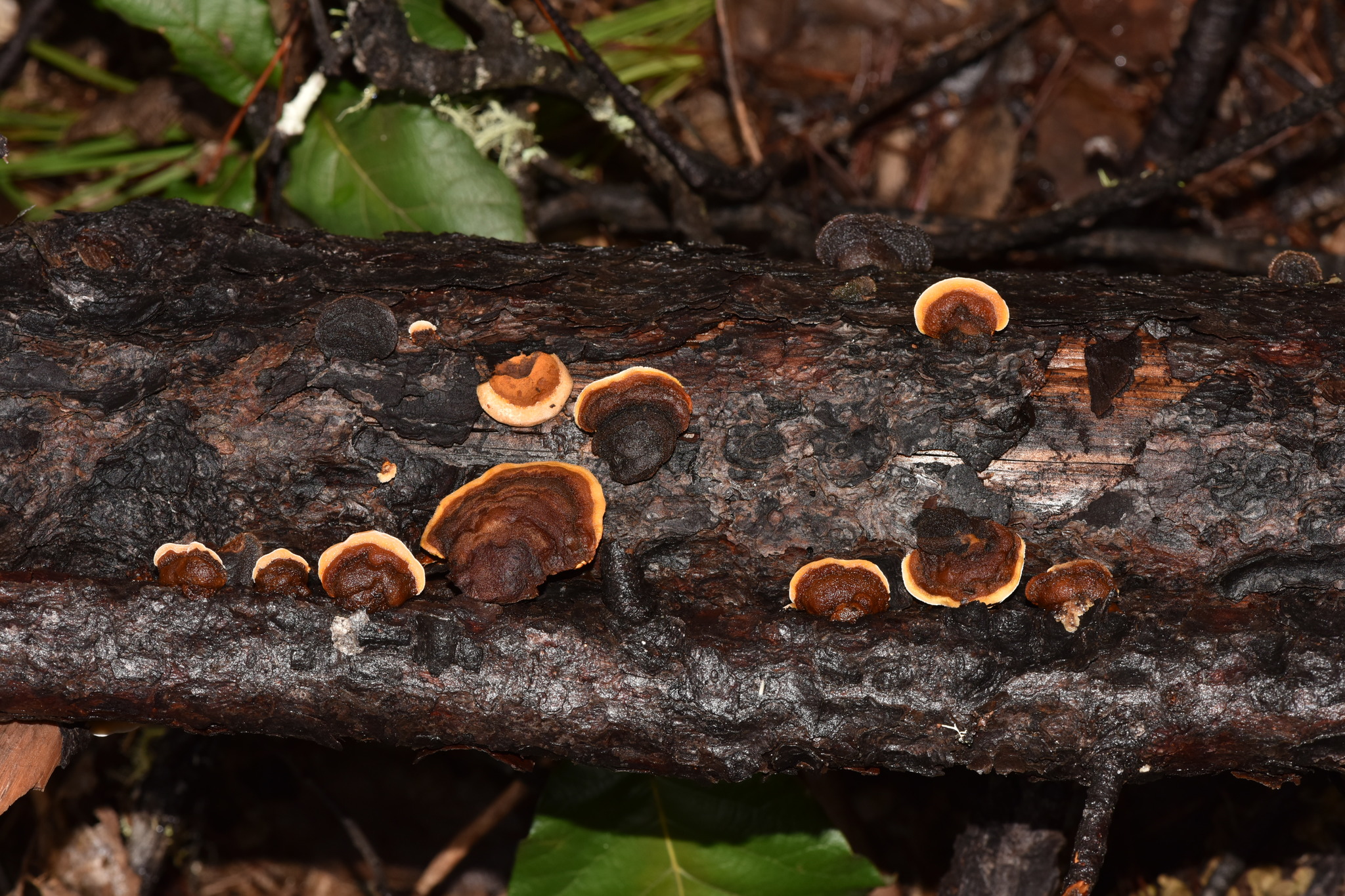 Gloeophyllum mexicanum image