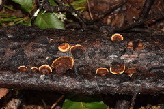 Gloeophyllaceae