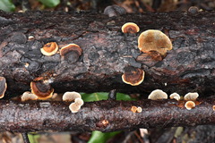 Gloeophyllaceae