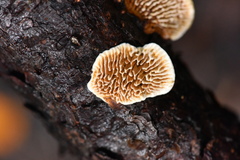 Gloeophyllaceae