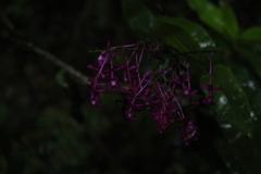 Epidendrum arnoldii