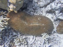 Ctenactis echinata