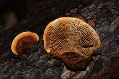 Gloeophyllaceae