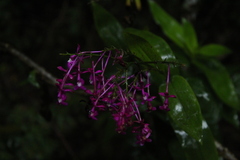Epidendrum arnoldii