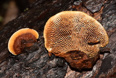 Gloeophyllaceae