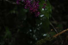 Epidendrum arnoldii