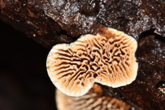 Gloeophyllaceae