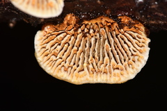 Gloeophyllaceae
