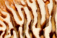 Gloeophyllaceae