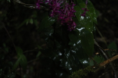 Epidendrum arnoldii