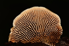 Gloeophyllaceae