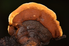 Gloeophyllaceae