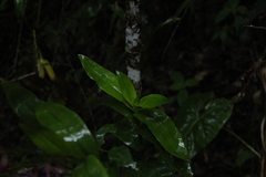 Epidendrum arnoldii