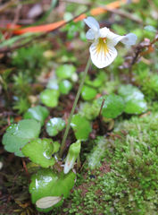 Viola filicaulis
