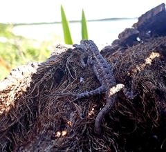 Sceloporus cozumelae