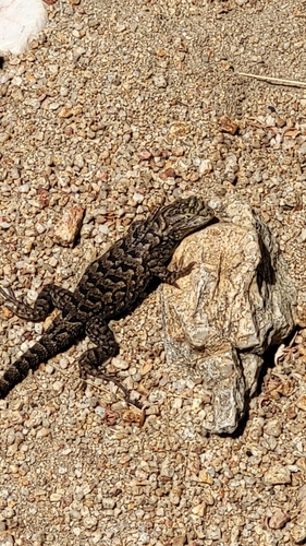 iNaturalist observation photo of Great Basin Fence Lizard
