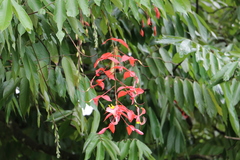 Amherstia nobilis