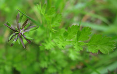 Chaerophyllum ramosum