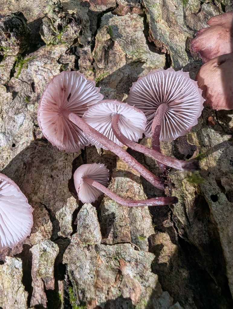 Mycena haematopus · October 2025 · photo: © atsushi_nakajima_cirque (iNaturalist, cc-by)