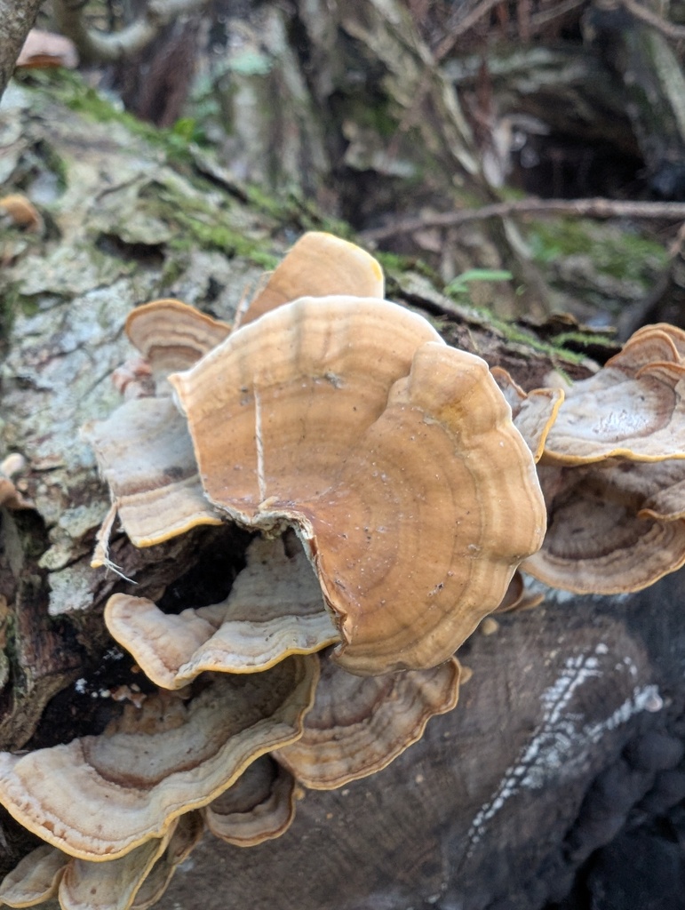 Stereum ostrea · October 2025 · photo: © atsushi_nakajima_cirque (iNaturalist, cc-by)